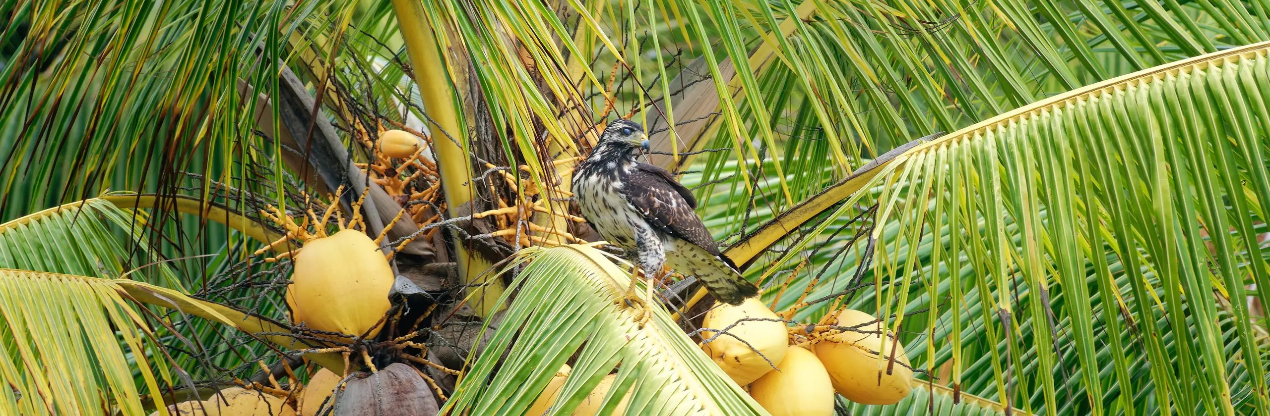 Une journée dans le Corcovado par La Leona
