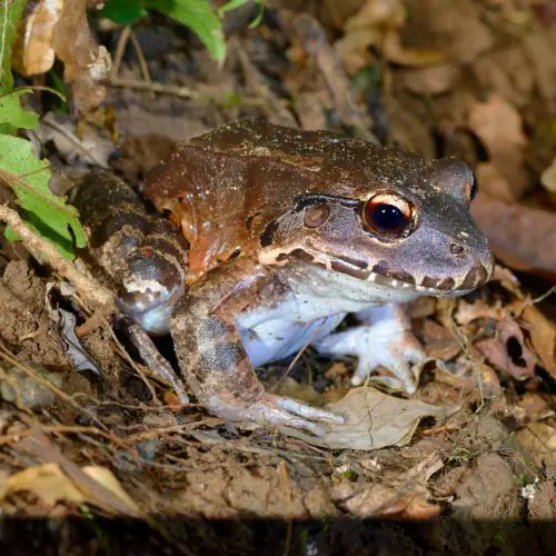 Leptodactylus savagei