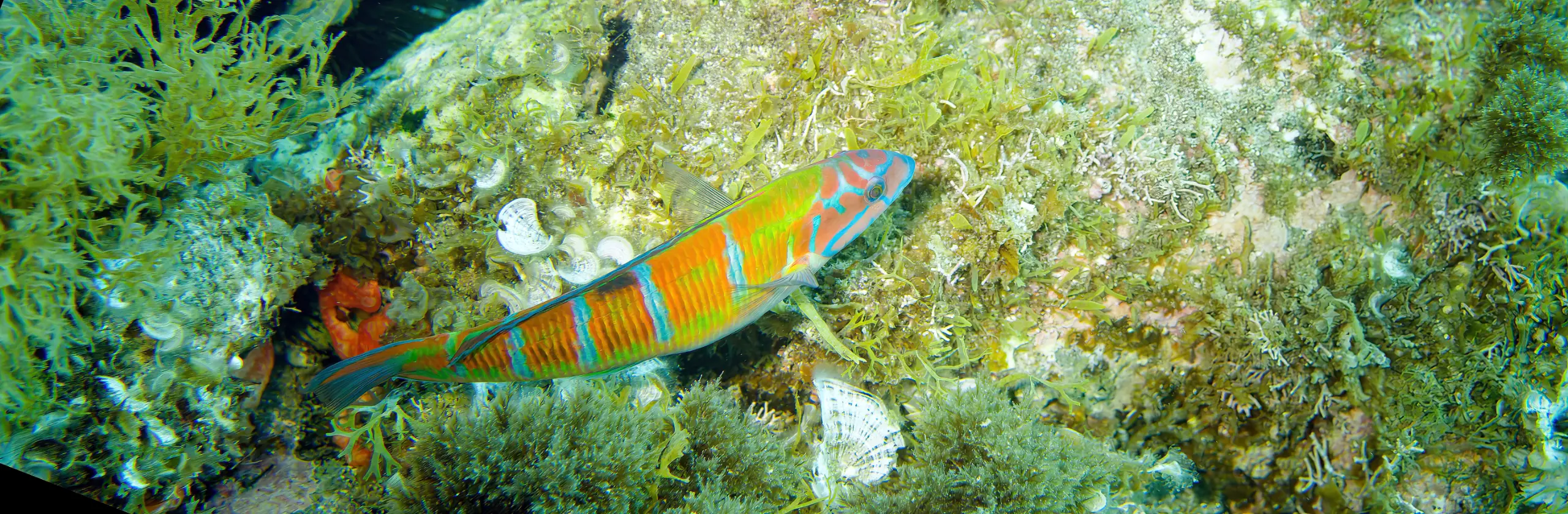 Cabo de Gata côté mer : snorkeling en aquarium, grotte et canyon sous-marins