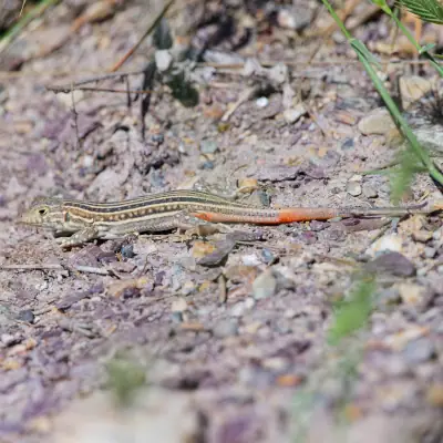 Acanthodactyle d'Europe