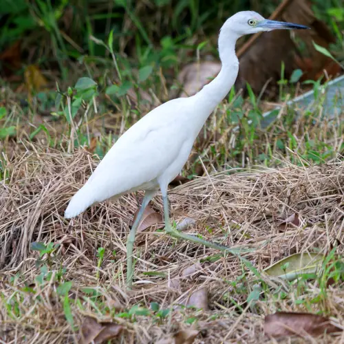 Aigrette bleue