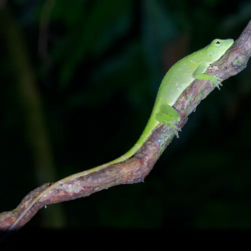 Anolis biporcatus