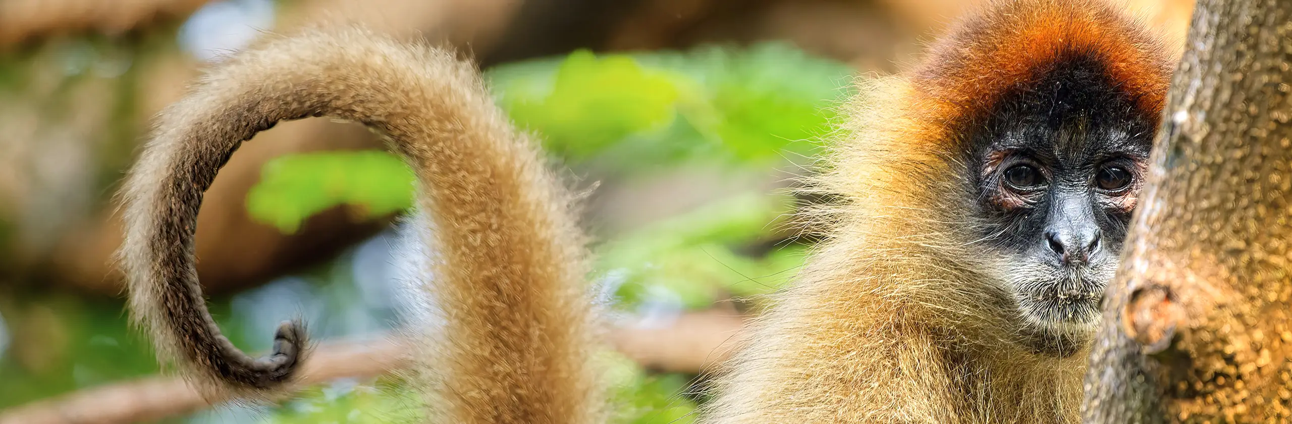 Faune et flore des forêts sèches et lagunes de la Baie de Salinas