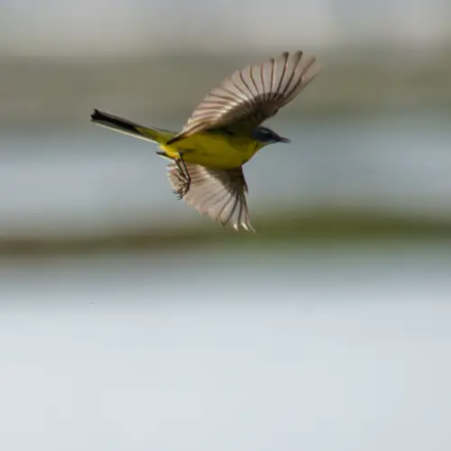 Bergeronnette printanière