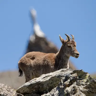 jeune bouquetin ibérique