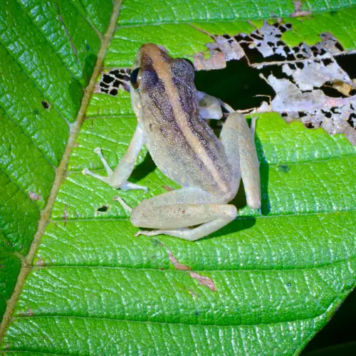 craugastor_fitzingeri