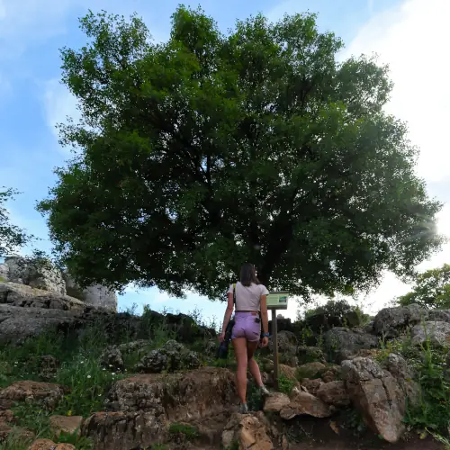 Erable de Montpellier