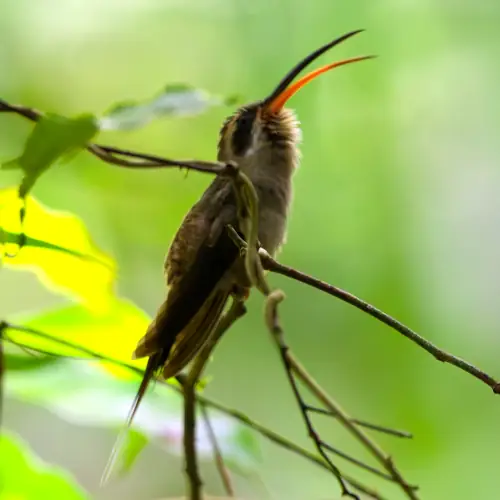 Ermite à longue queue