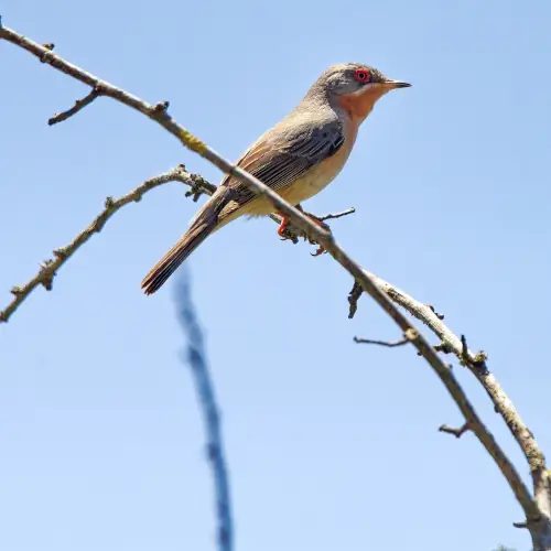 Fauvette passerinette