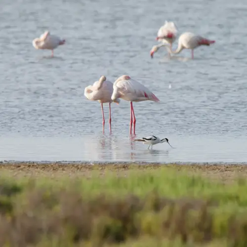 Flamands roses et avocette élégante