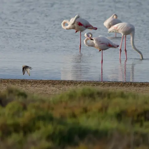 Flamants roses
