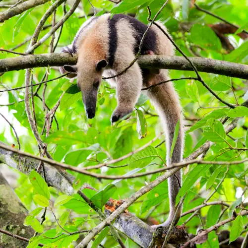 Tamandua mexicana
