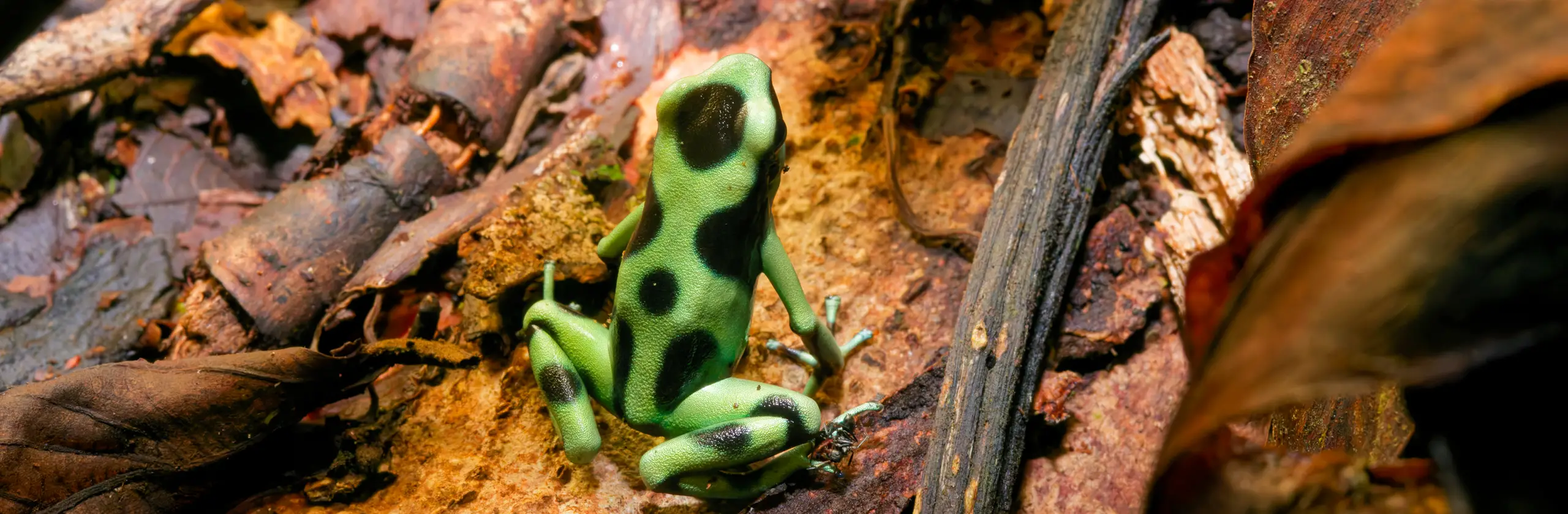 Puerto Viejo de Talamanca : entre culture afro-caribéenne, jungle tropicale et plages paradisiaques