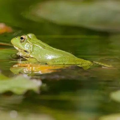 Grenouille de Perez