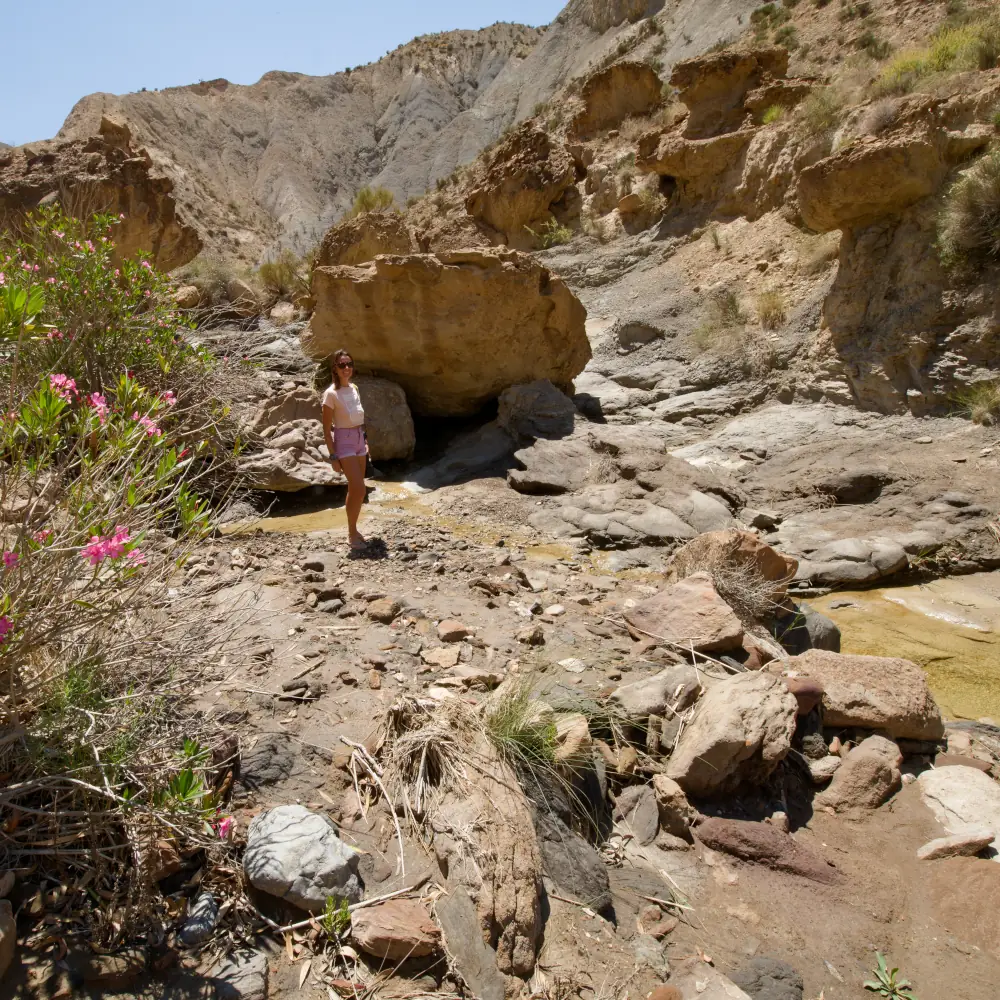 Lauriers roses dans le Barranco
