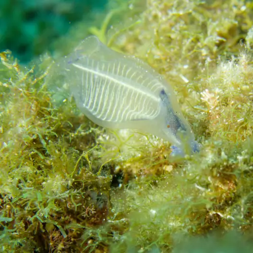 Claveline bleutée de Méditerranée