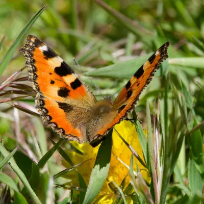 Petite tortue Papillon
