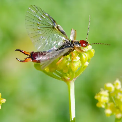 Forficula mediterranea