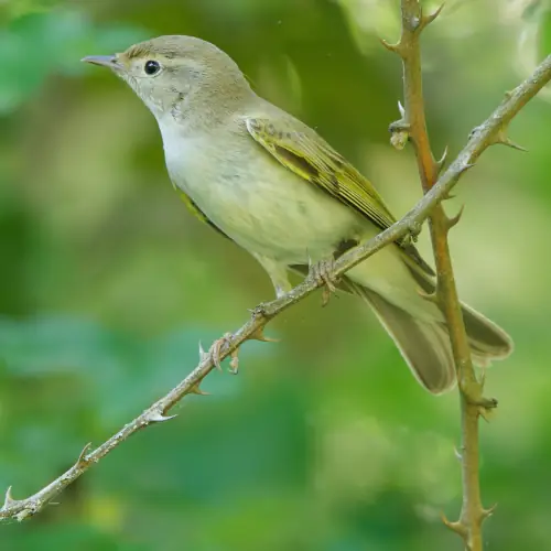 Rossignol philomèle