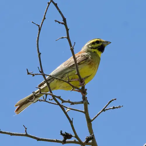 Serin cini