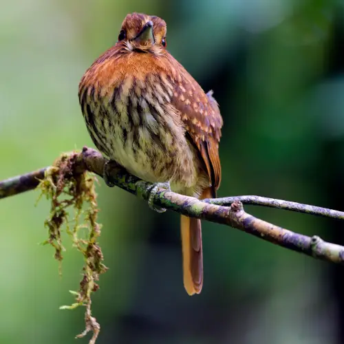 Tamatia de Lafresnaye