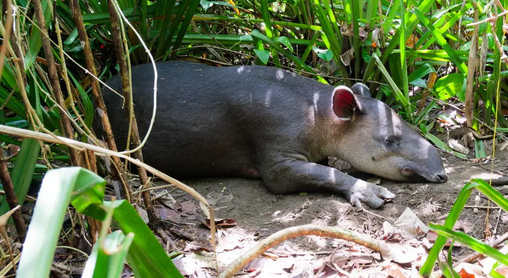 Tapir endormie