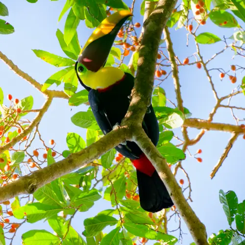 Toucan tocard