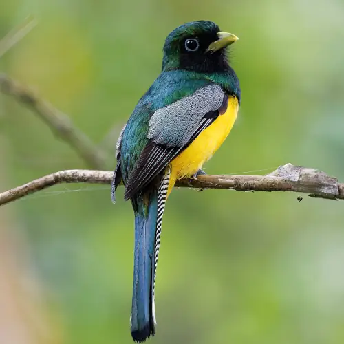 Trogon de cabanis