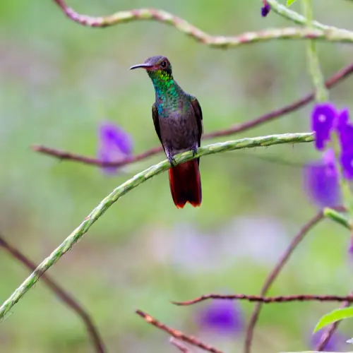 Ariane à ventre gris