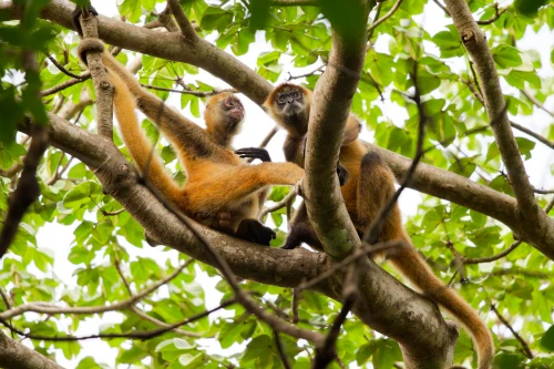 ... si on fait abstraction des atèles qui nous surveillent depuis la canopée !