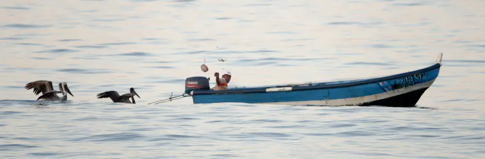 Barque de pêcheurs et Pélicans bruns