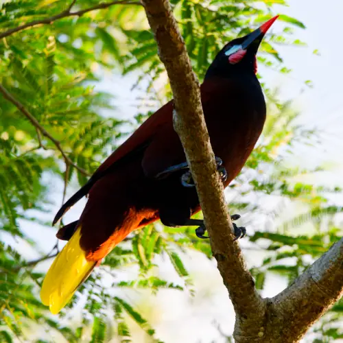 Cassique de Montézuma