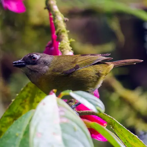 Chlorospin des buissons