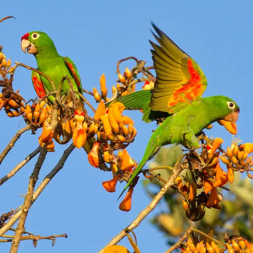 Conures de Finsh