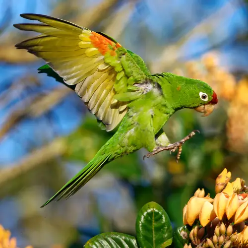 Conure de Finsh
