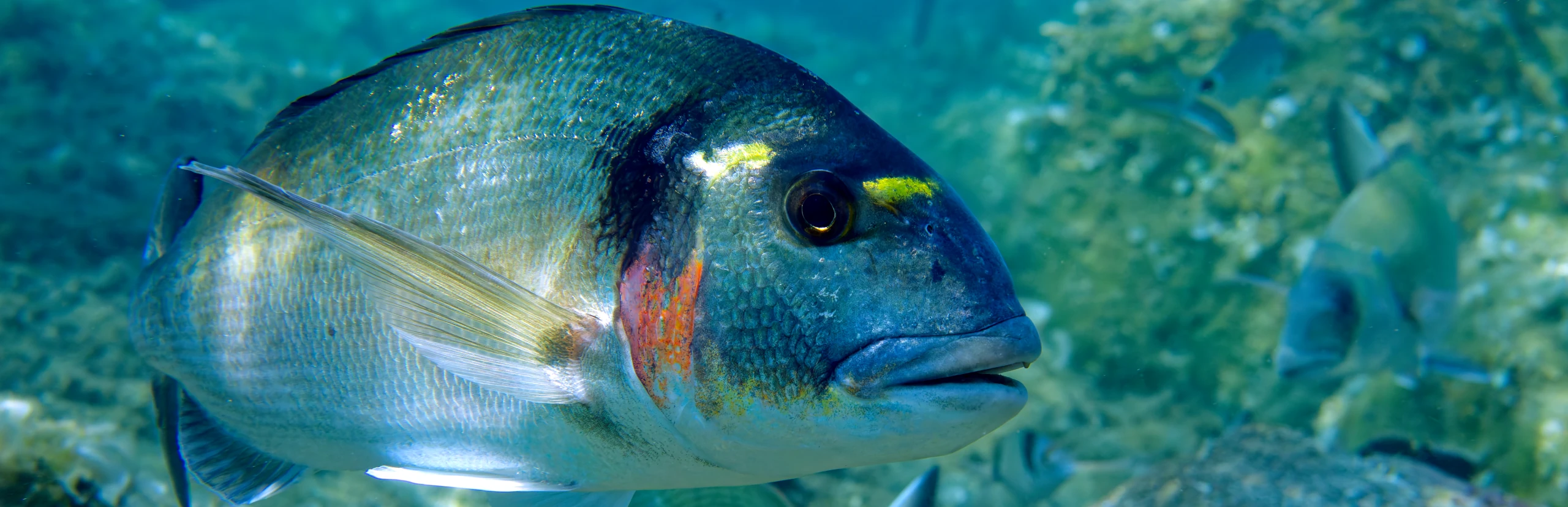 Visiter la Côte Vermeille : entre mer translucide, forêts protégées et vignes accrochées à la falaise