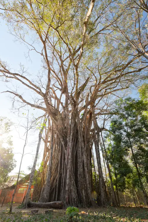 El Higuéron, le Figuier étrangleur