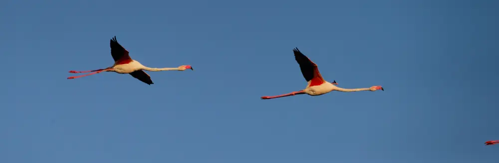 Flamands roses