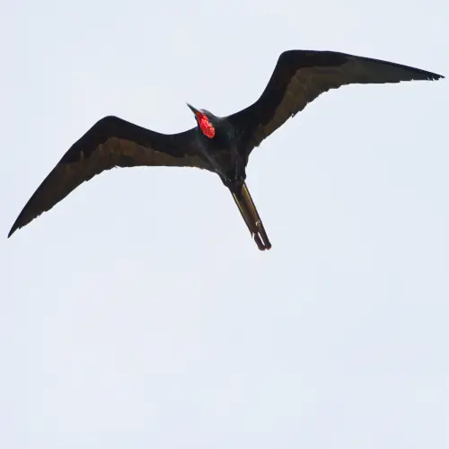 Frégate superbe mâle