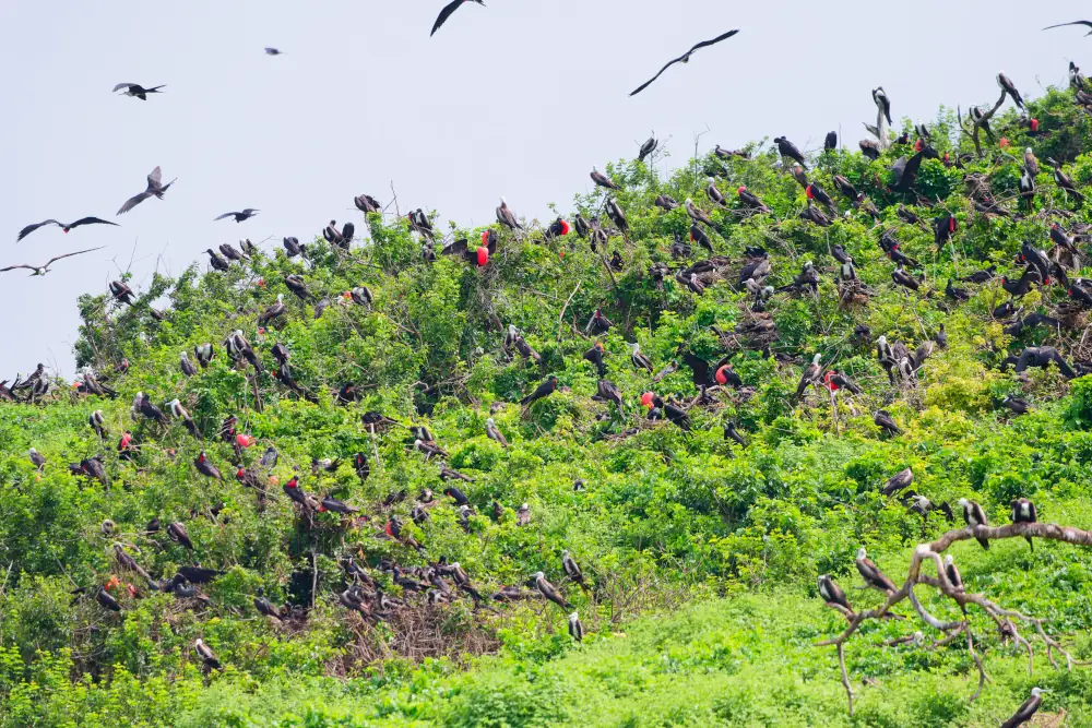 Les Frégates superbes nichent par milliers sur Isla Bolanos