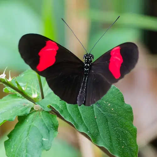 heliconius erato hydara