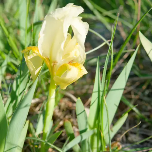 Iris des garrigues