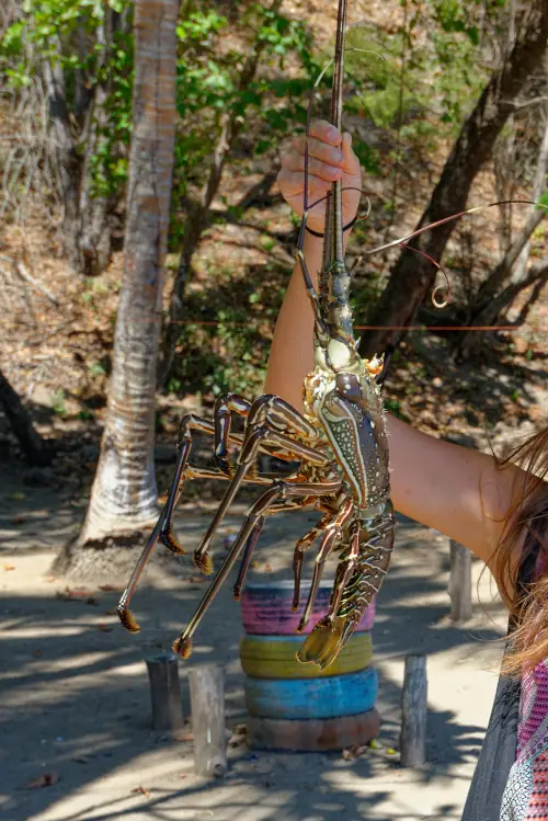 Langouste fraichement pêchée