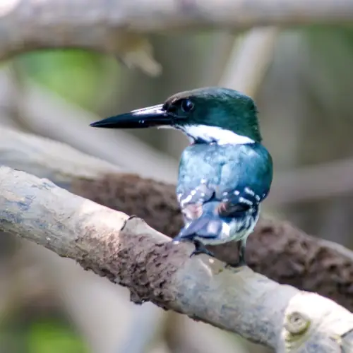 Martin pêcheur vert