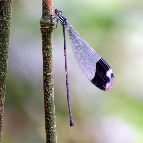 Megaloprepus caerulatus