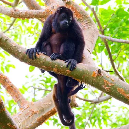 Une mère et son jeune turbulent