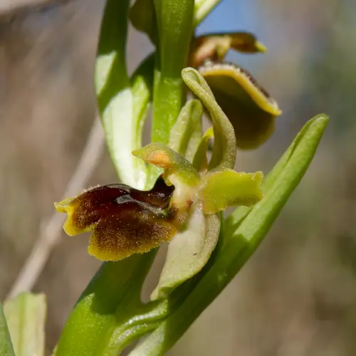 Ophrys petite araignée