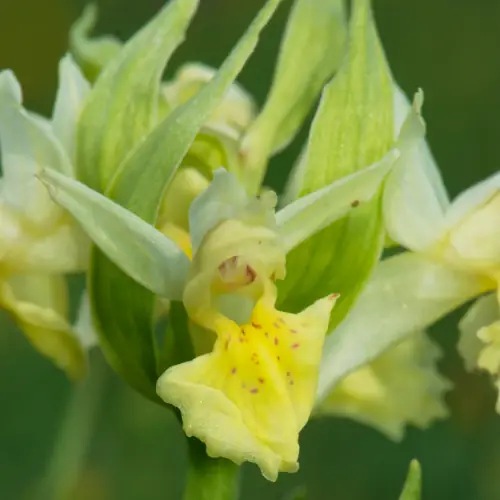 Orchis sureau