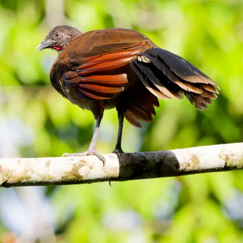 Ortalide à tête grise