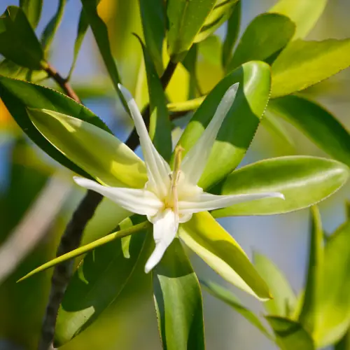 Fleur de palétuvier